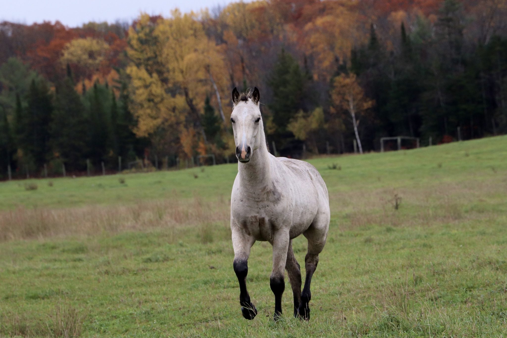 For Breeders Canadian Quarter Horse Association