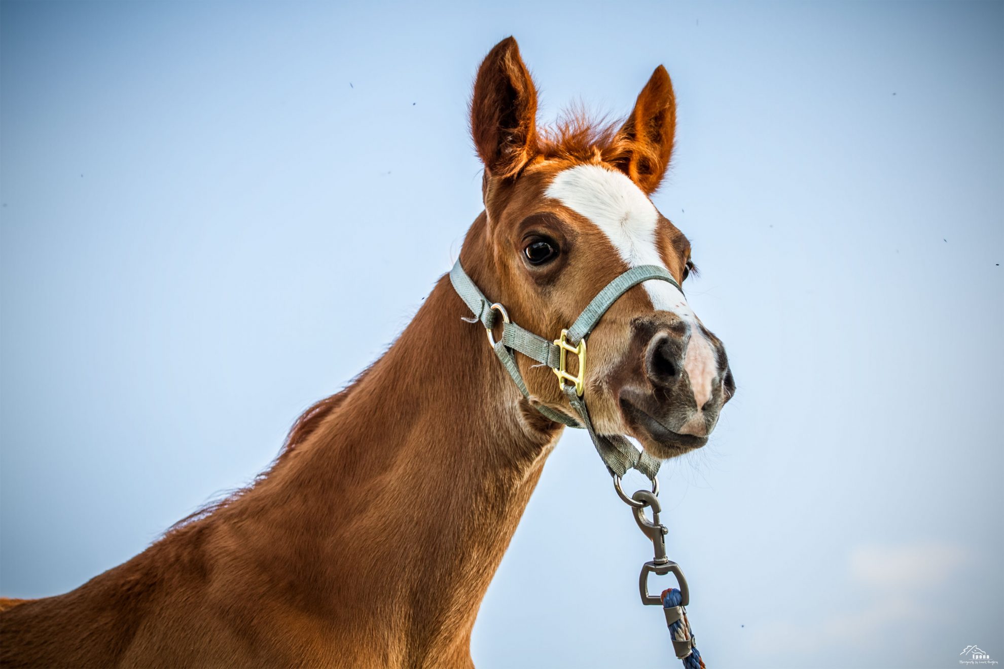 Import/Export Canadian Quarter Horse Association