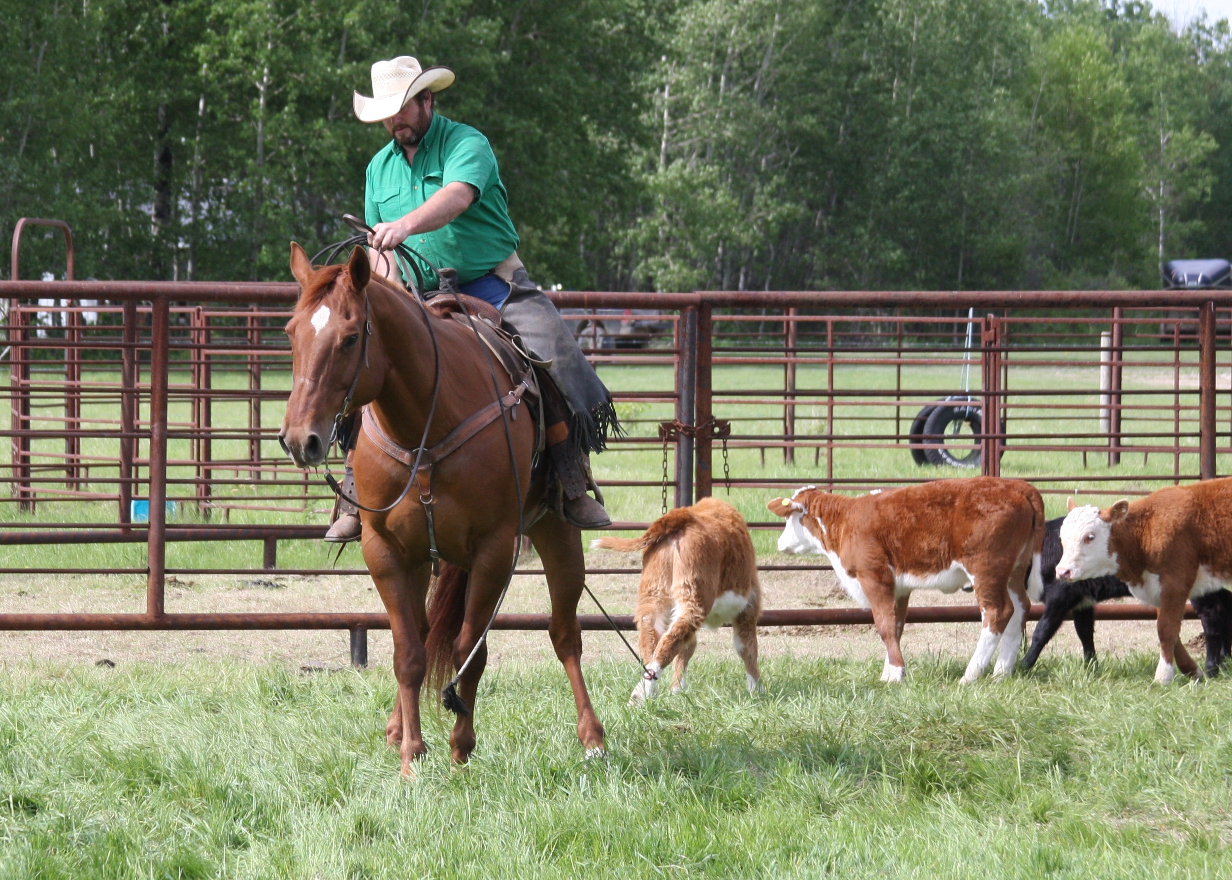 Meet the Canadian Horse Journal's 2021 Quarter Horse division Photo